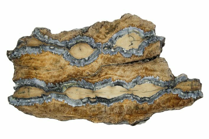 Mammoth Molar Slice With Case - South Carolina #349967